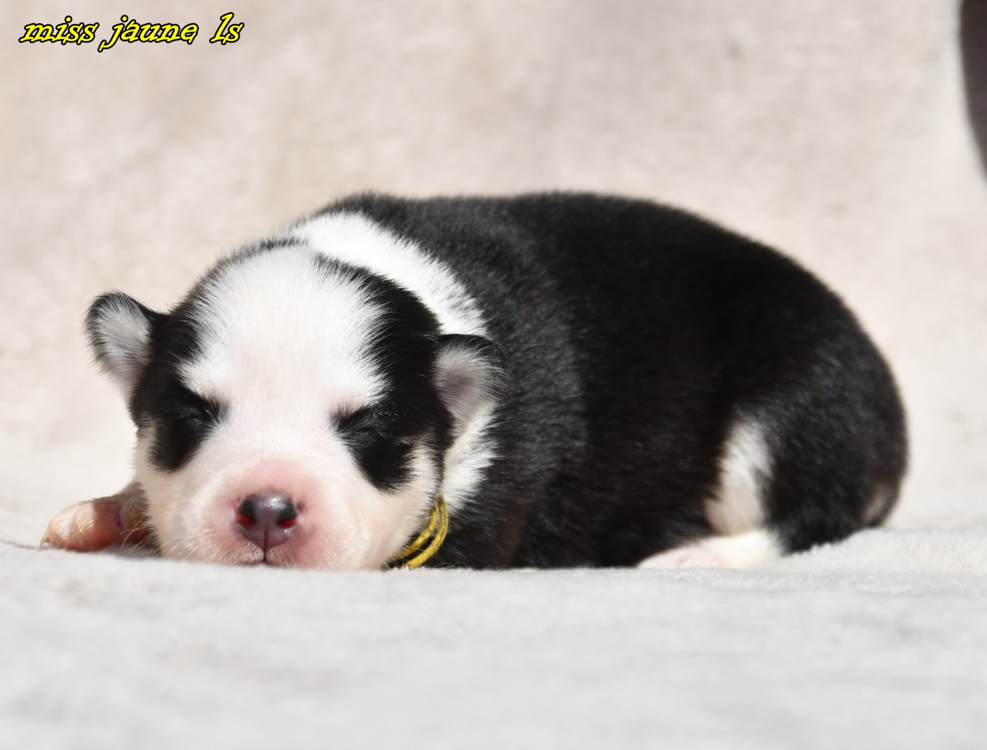 des Legendes de Retz - Chiots disponibles - Laika de iakoutie