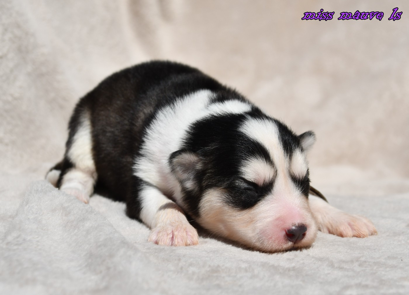 des Legendes de Retz - Chiots disponibles - Laika de iakoutie