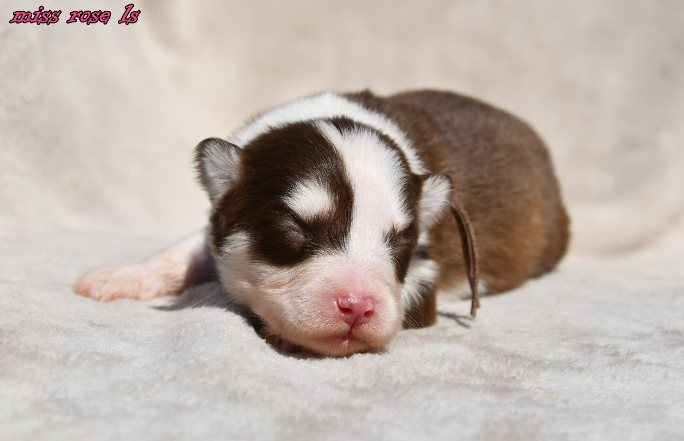 des Legendes de Retz - Chiots disponibles - Laika de iakoutie