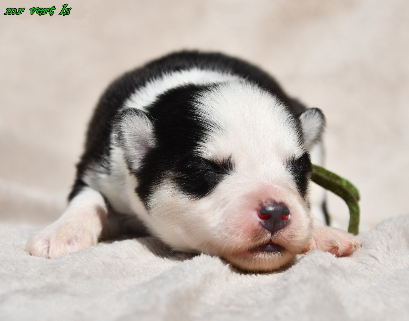 des Legendes de Retz - Chiots disponibles - Laika de iakoutie