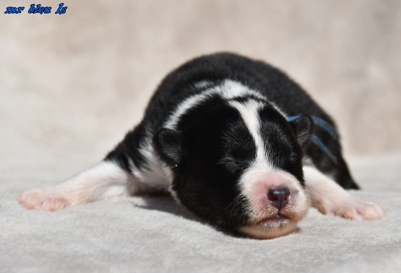des Legendes de Retz - Chiots disponibles - Laika de iakoutie