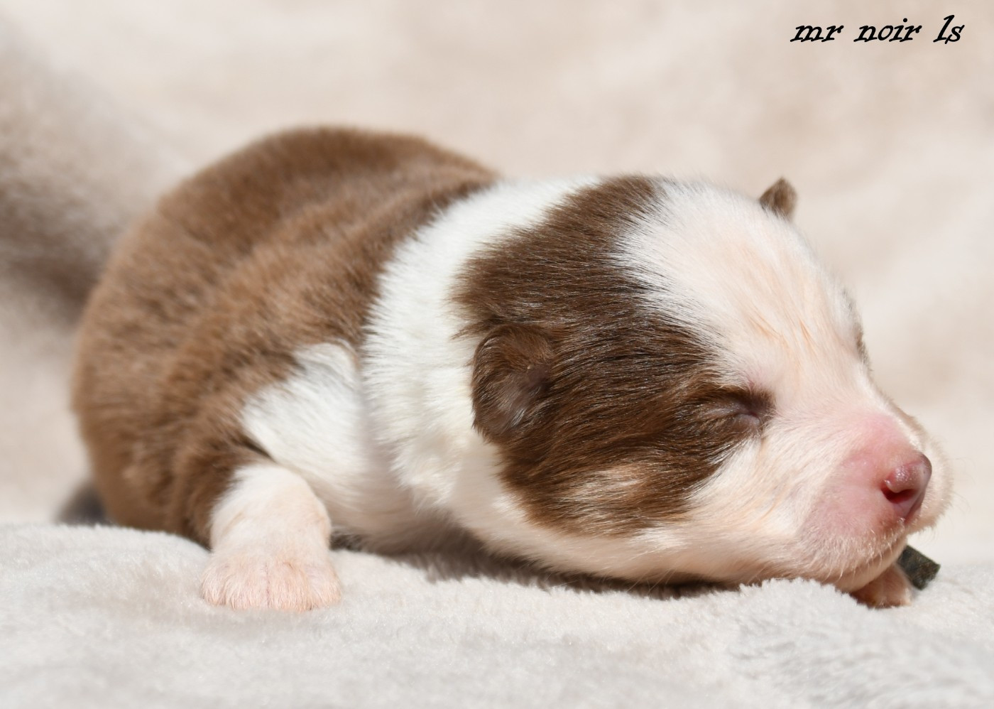 des Legendes de Retz - Chiots disponibles - Laika de iakoutie