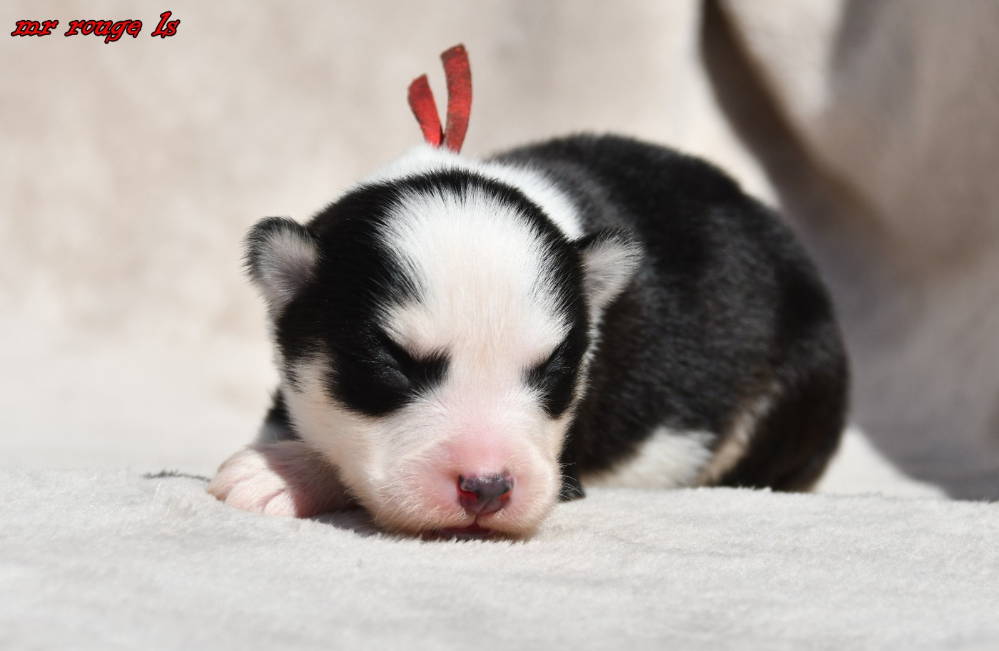 des Legendes de Retz - Chiots disponibles - Laika de iakoutie