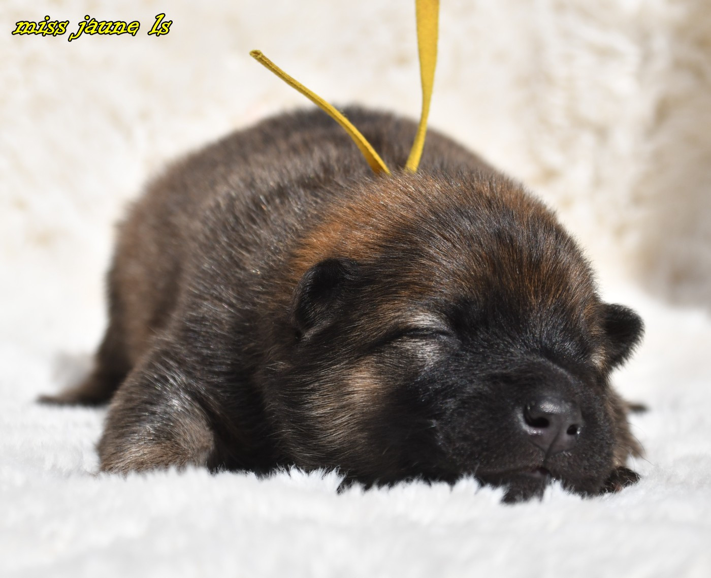 des Legendes de Retz - Eurasier - Portée née le 05/05/2026