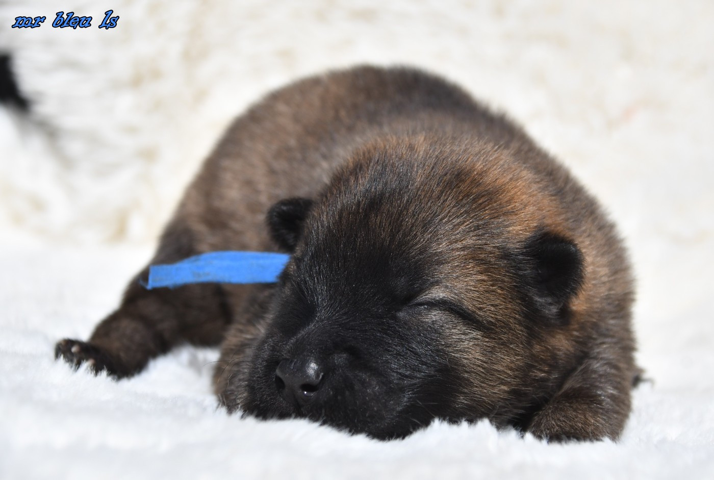 des Legendes de Retz - Chiots disponibles - Eurasier