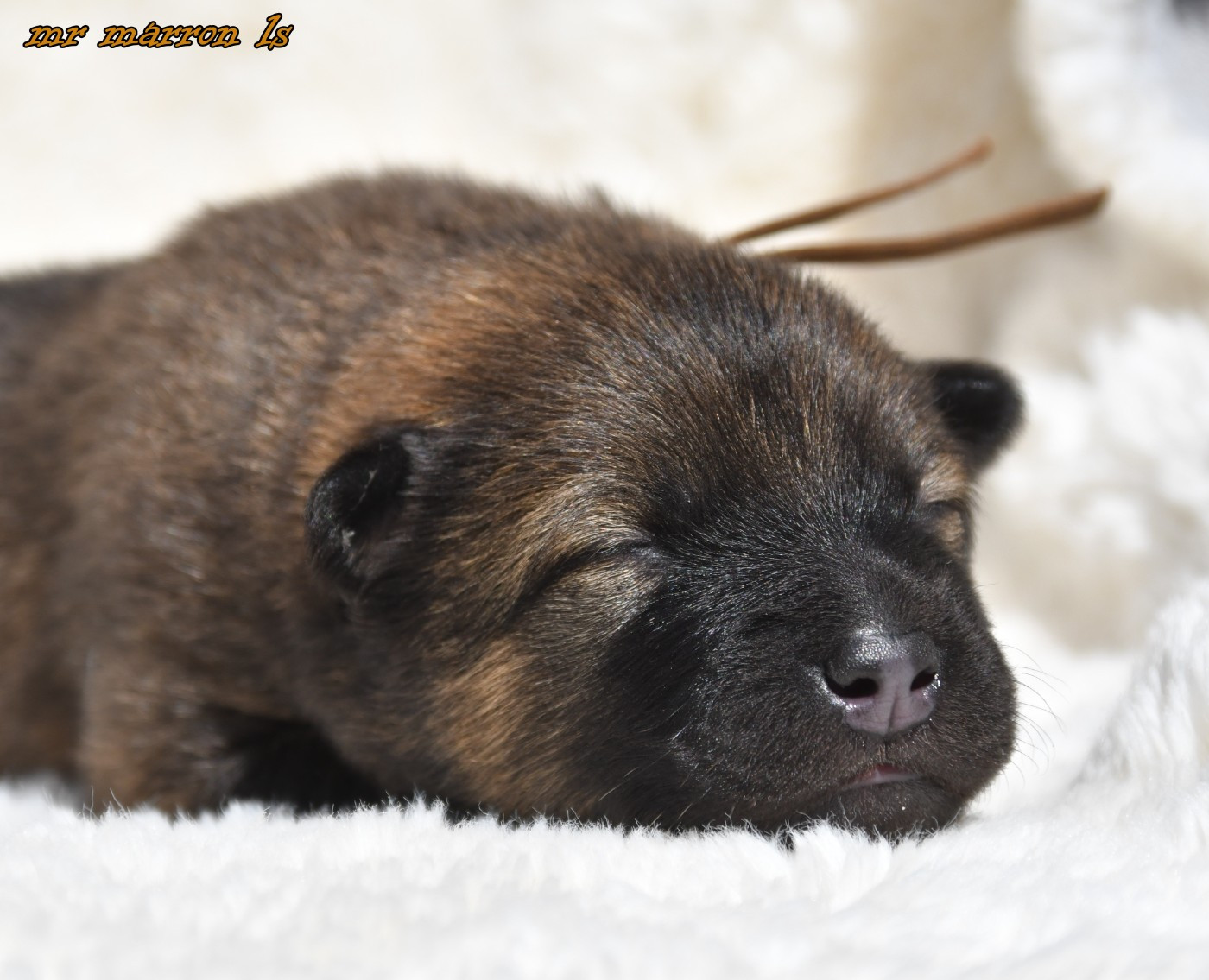 des Legendes de Retz - Chiots disponibles - Eurasier