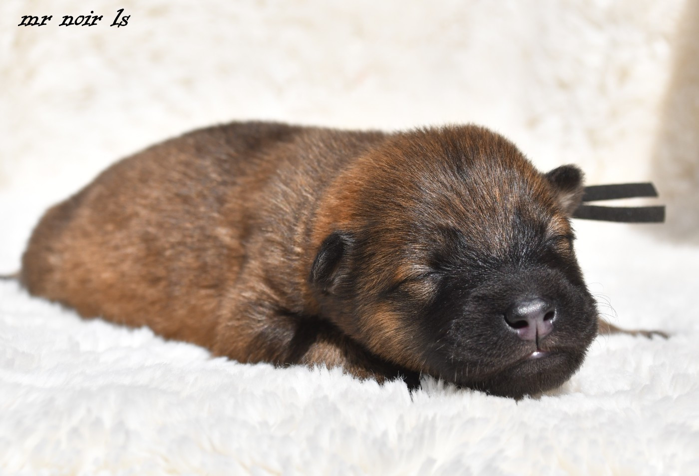 des Legendes de Retz - Chiots disponibles - Eurasier