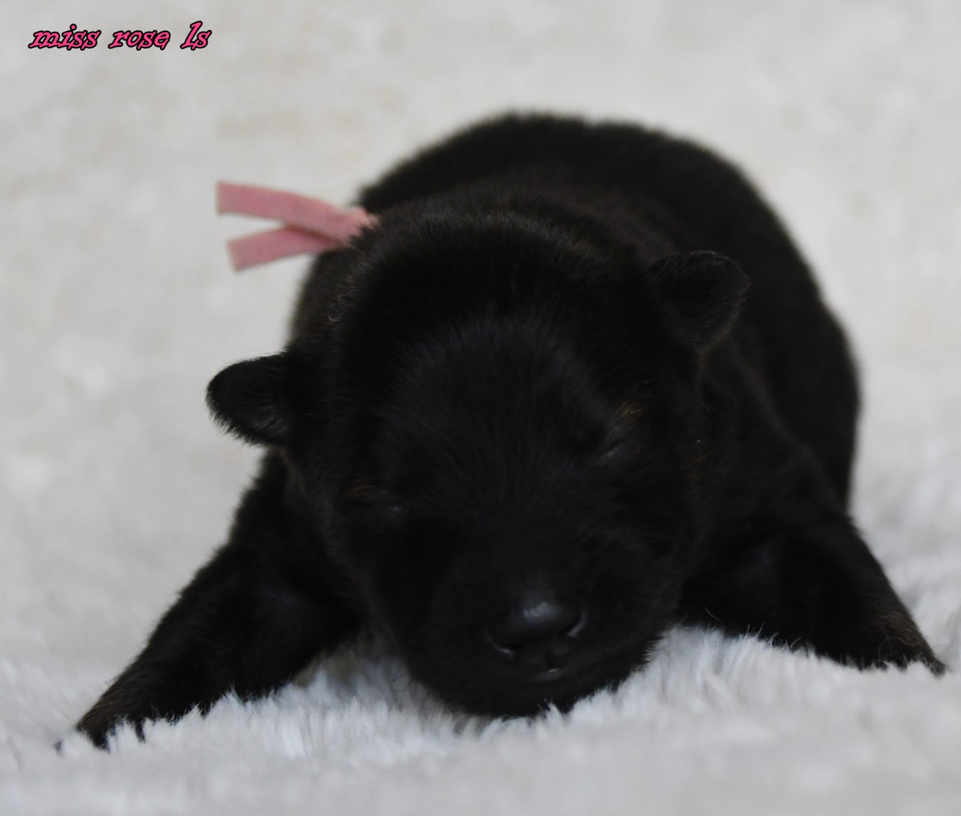 des Legendes de Retz - Chiots disponibles - Eurasier