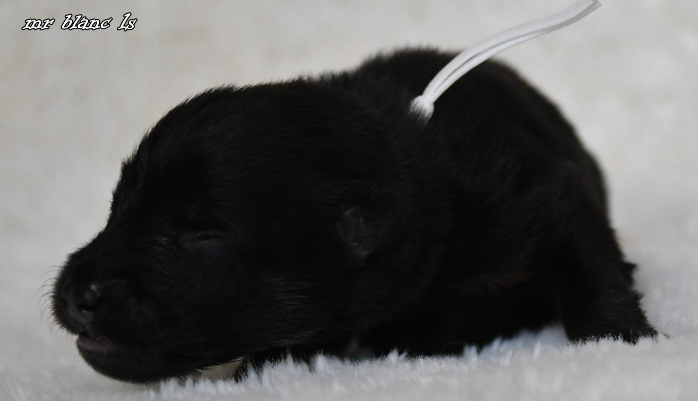 des Legendes de Retz - Chiots disponibles - Eurasier