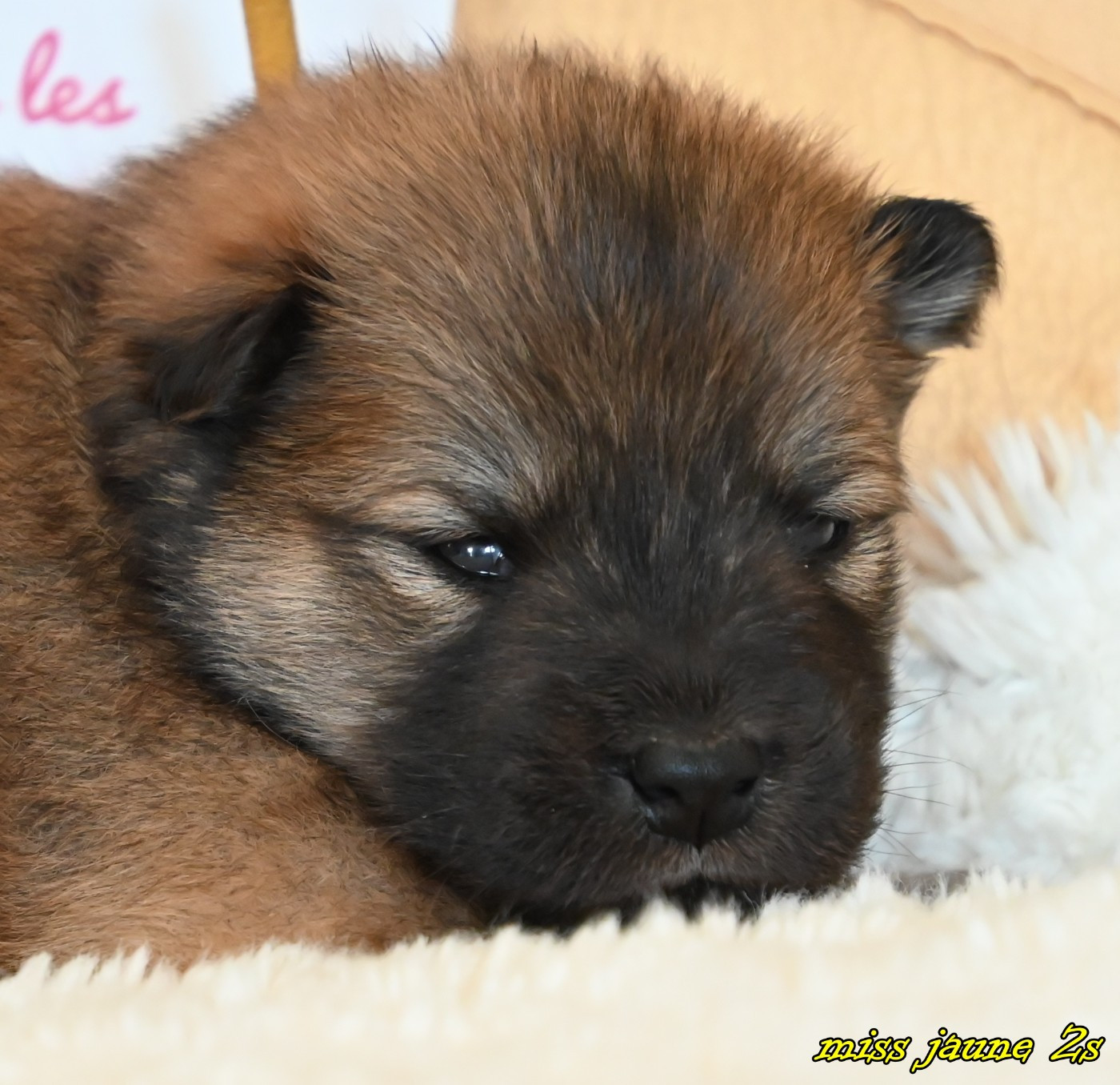 des Legendes de Retz - Eurasier - Portée née le 07/05/2026