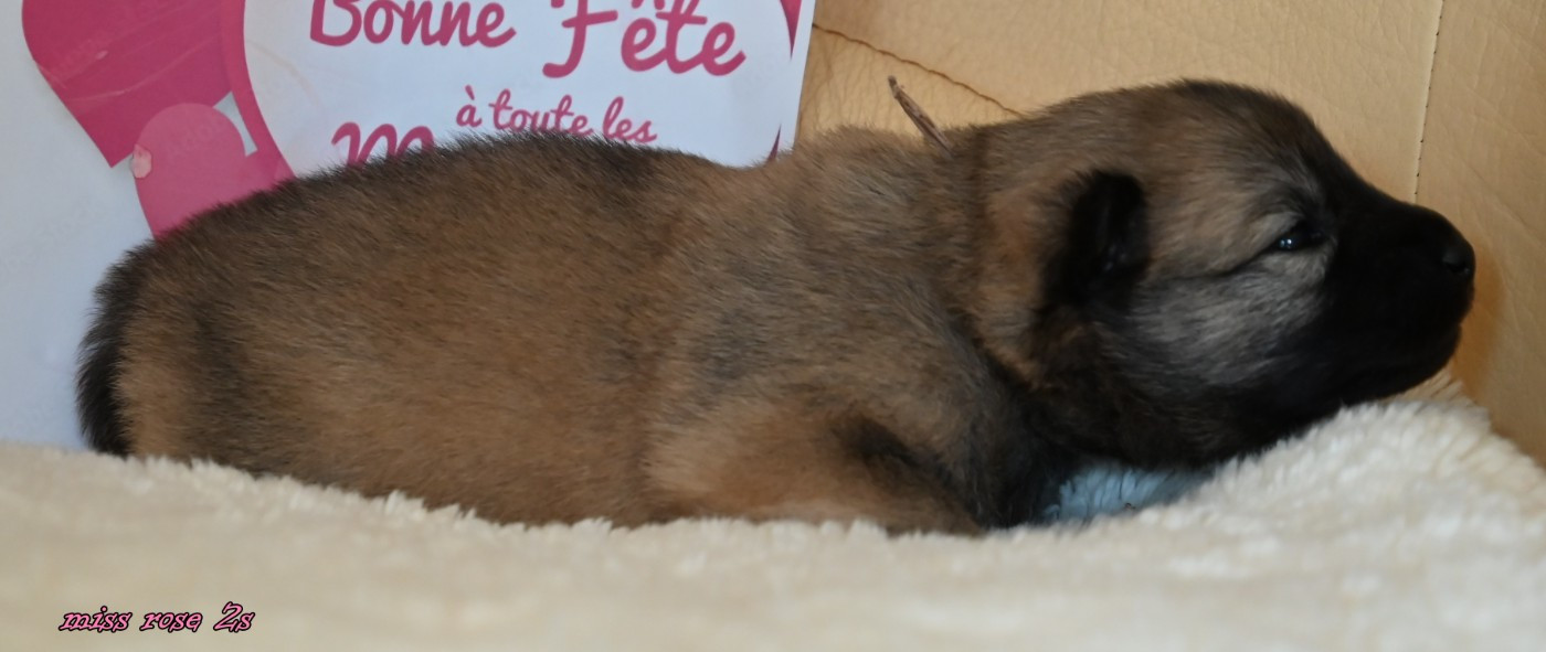 des Legendes de Retz - Chiots disponibles - Eurasier
