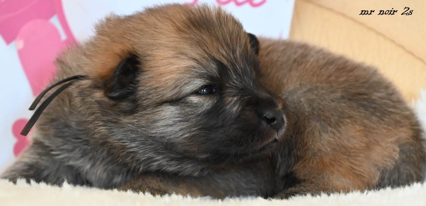 des Legendes de Retz - Chiots disponibles - Eurasier