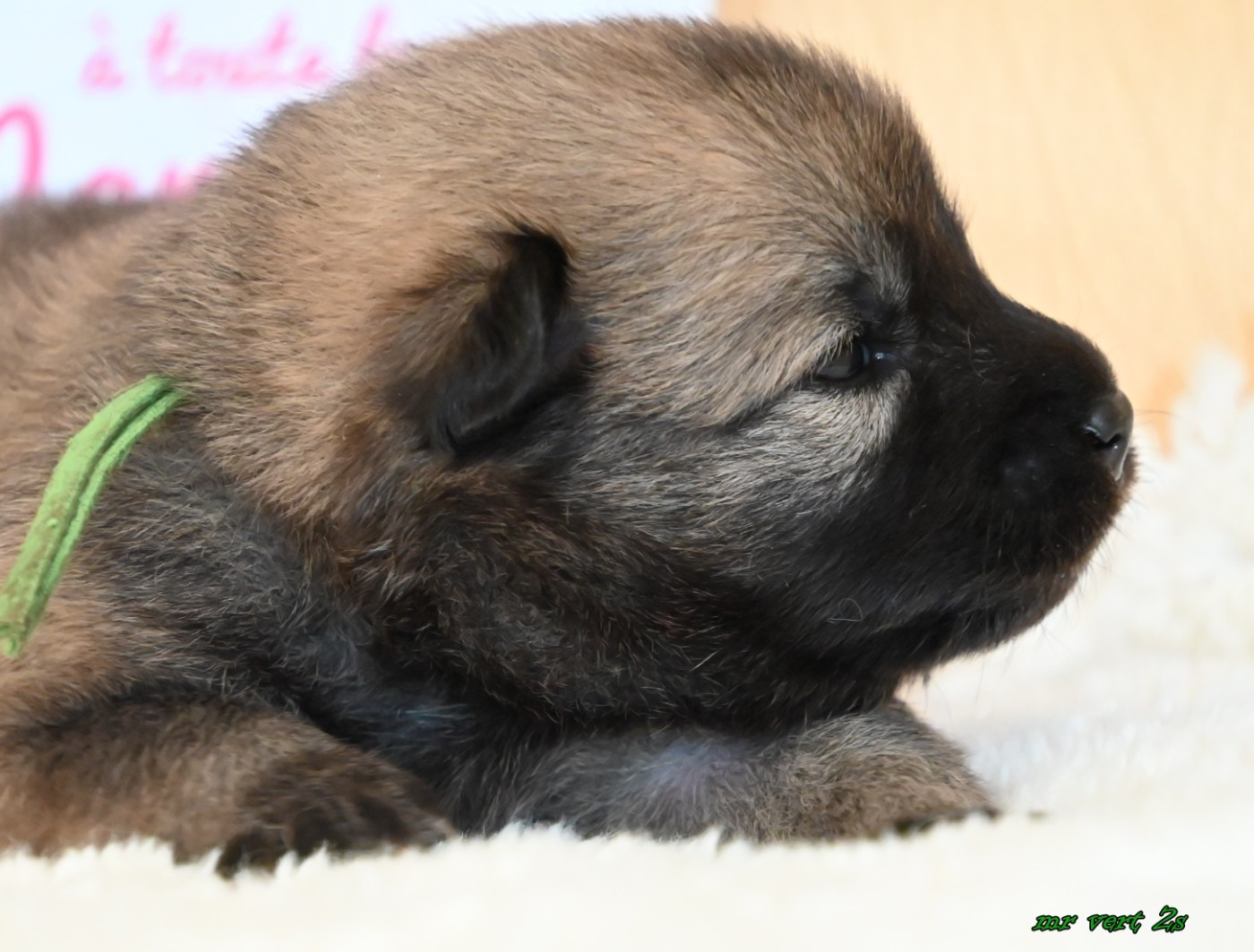des Legendes de Retz - Chiots disponibles - Eurasier