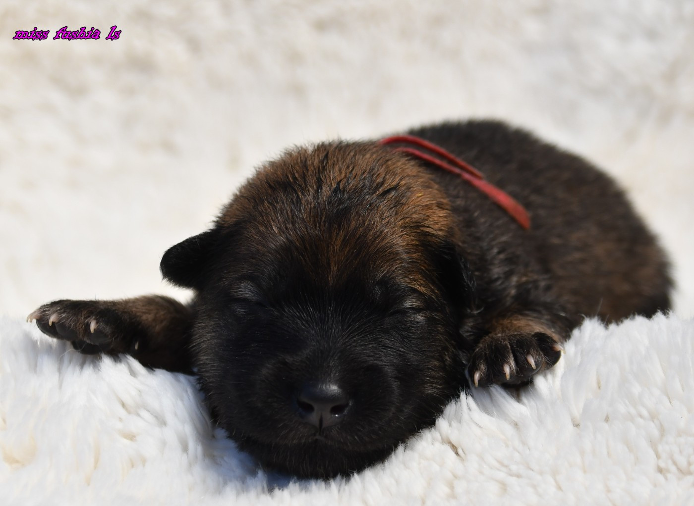 des Legendes de Retz - Chiots disponibles - Eurasier
