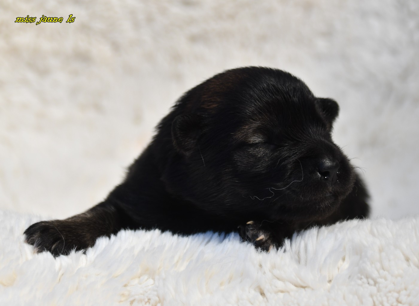 des Legendes de Retz - Chiots disponibles - Eurasier