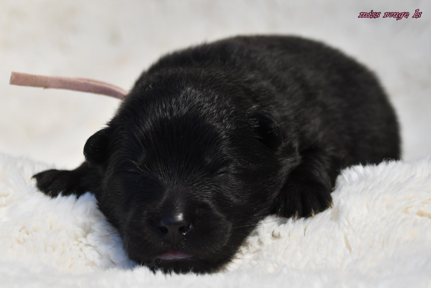 des Legendes de Retz - Chiots disponibles - Eurasier