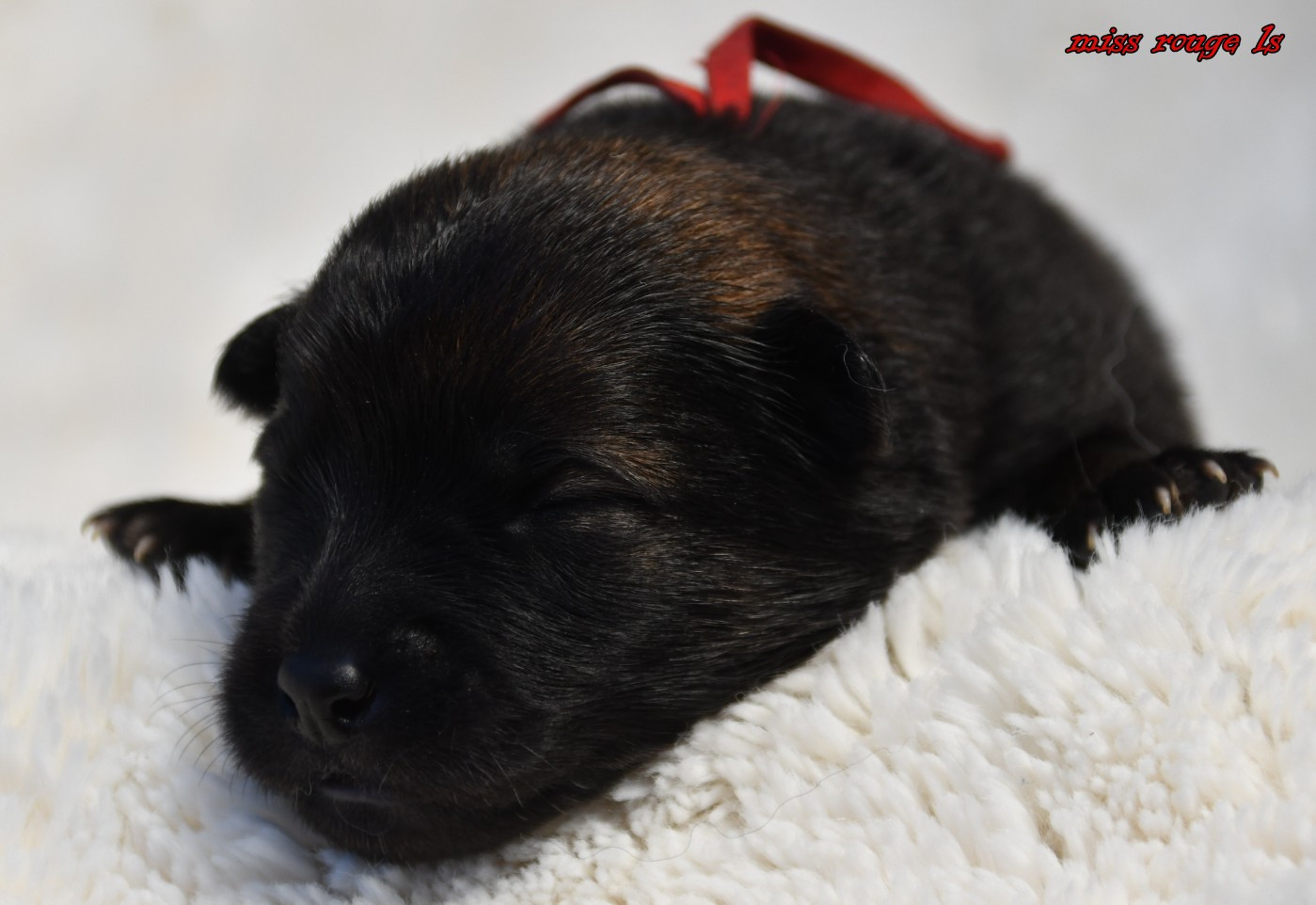 des Legendes de Retz - Chiots disponibles - Eurasier