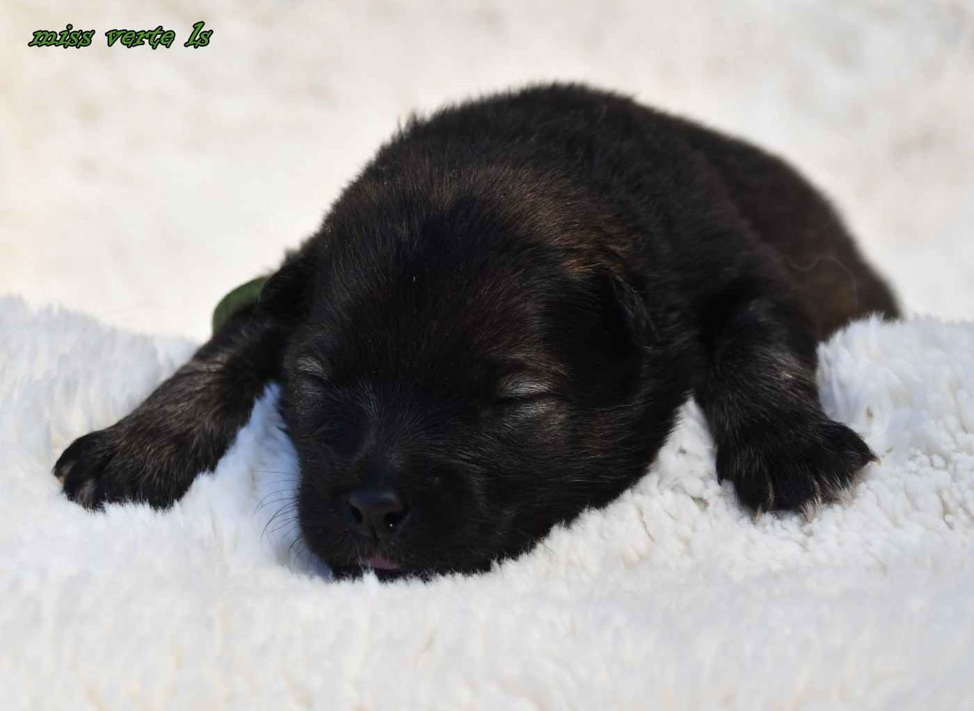 des Legendes de Retz - Chiots disponibles - Eurasier