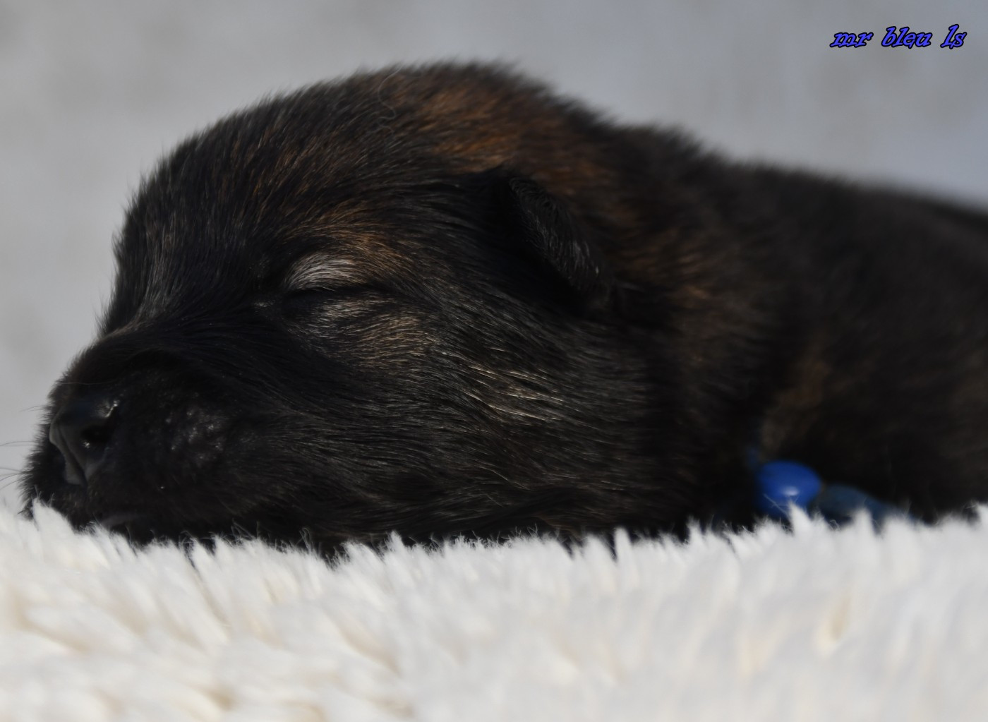 des Legendes de Retz - Chiots disponibles - Eurasier