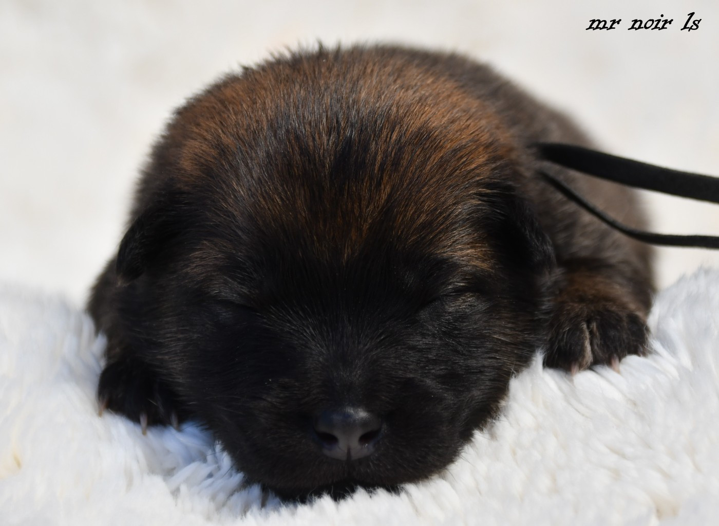 des Legendes de Retz - Chiots disponibles - Eurasier