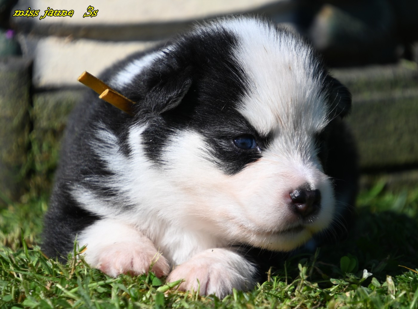 des Legendes de Retz - Chiots disponibles - Laika de iakoutie