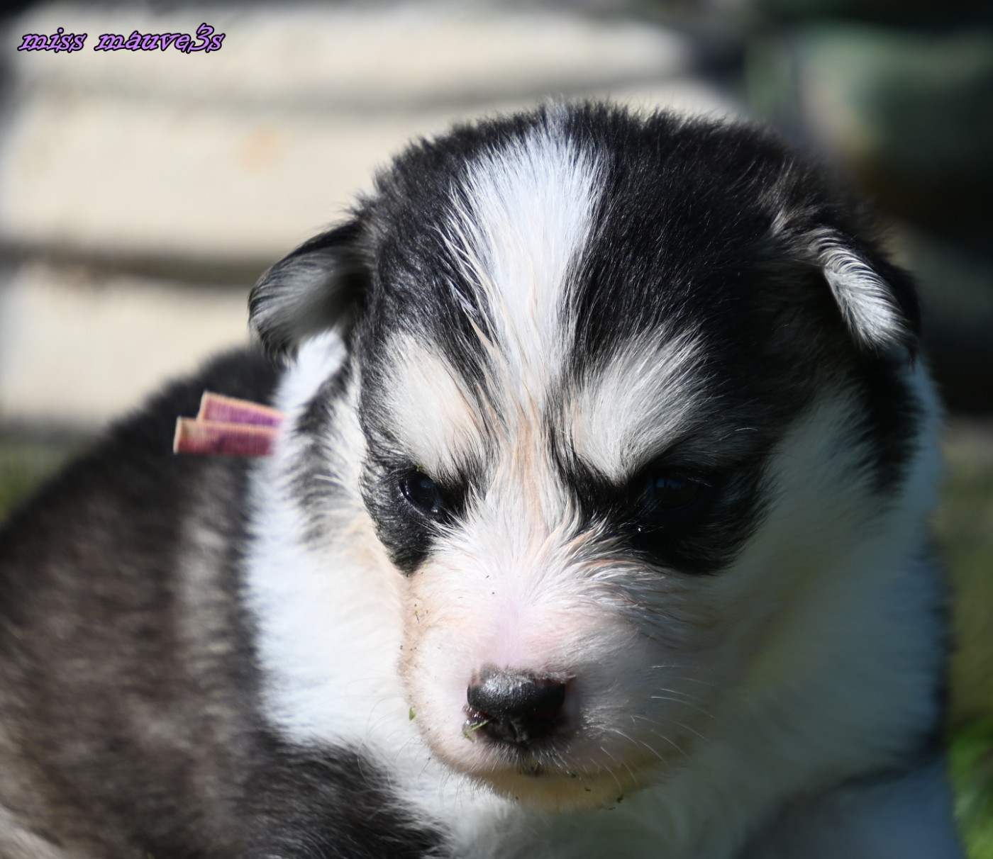 des Legendes de Retz - Chiots disponibles - Laika de iakoutie