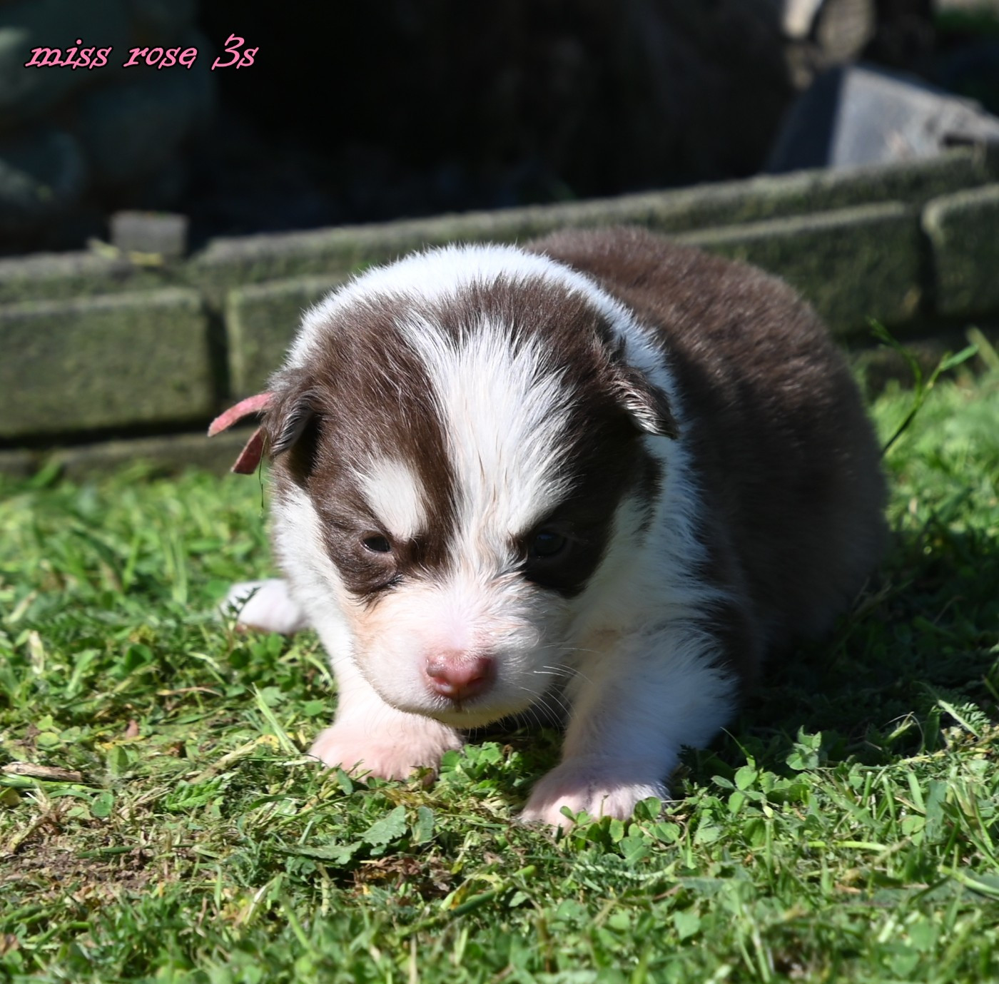 des Legendes de Retz - Chiots disponibles - Laika de iakoutie