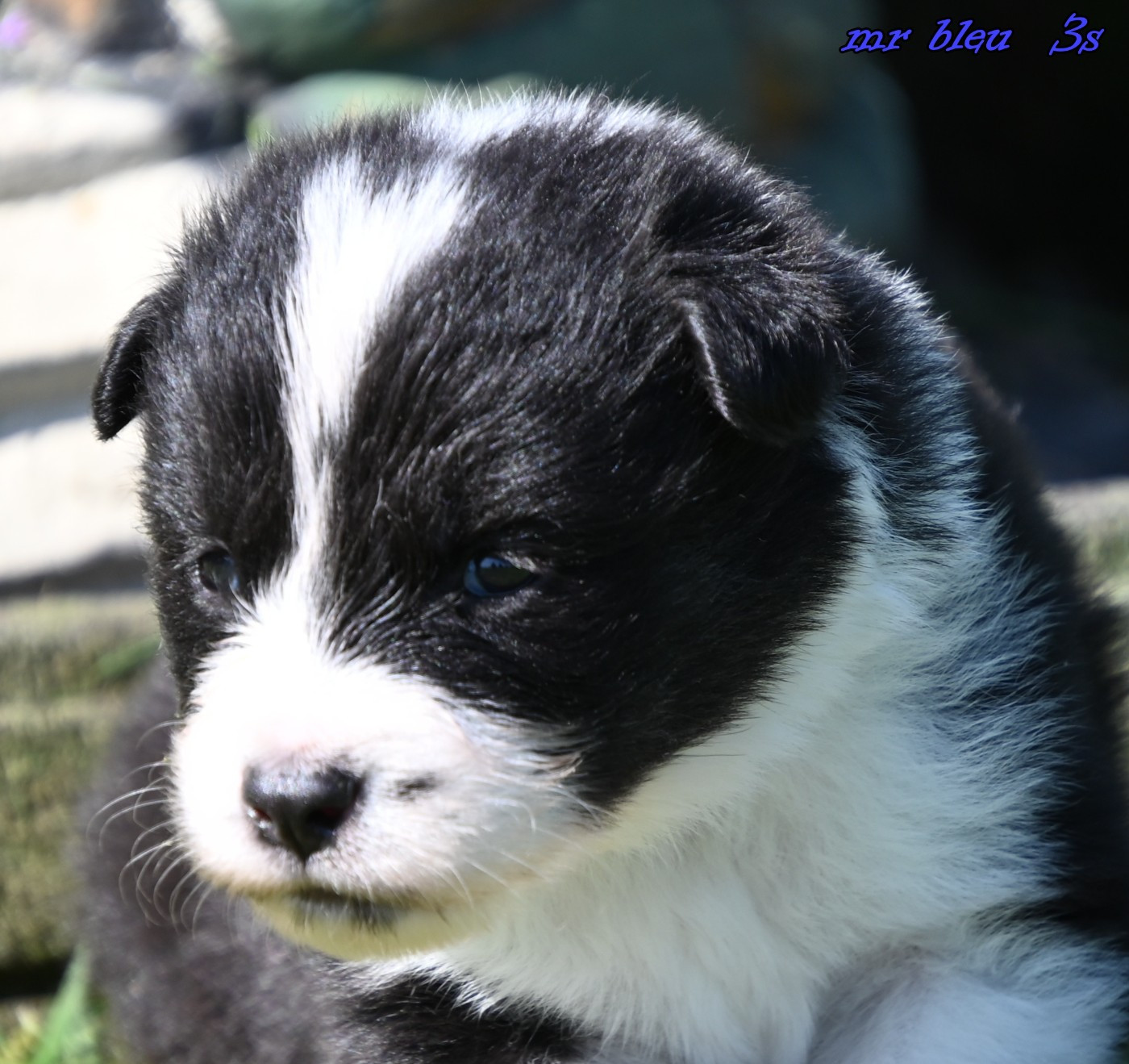 des Legendes de Retz - Chiots disponibles - Laika de iakoutie