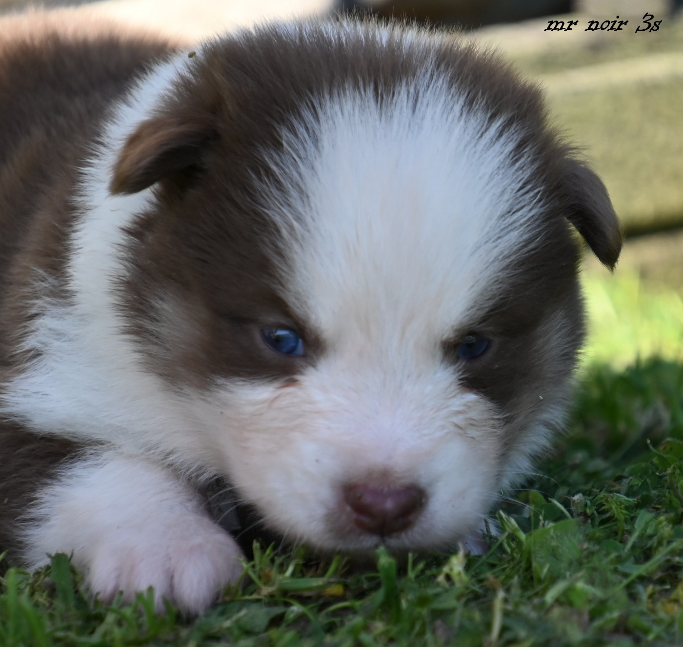 des Legendes de Retz - Chiots disponibles - Laika de iakoutie