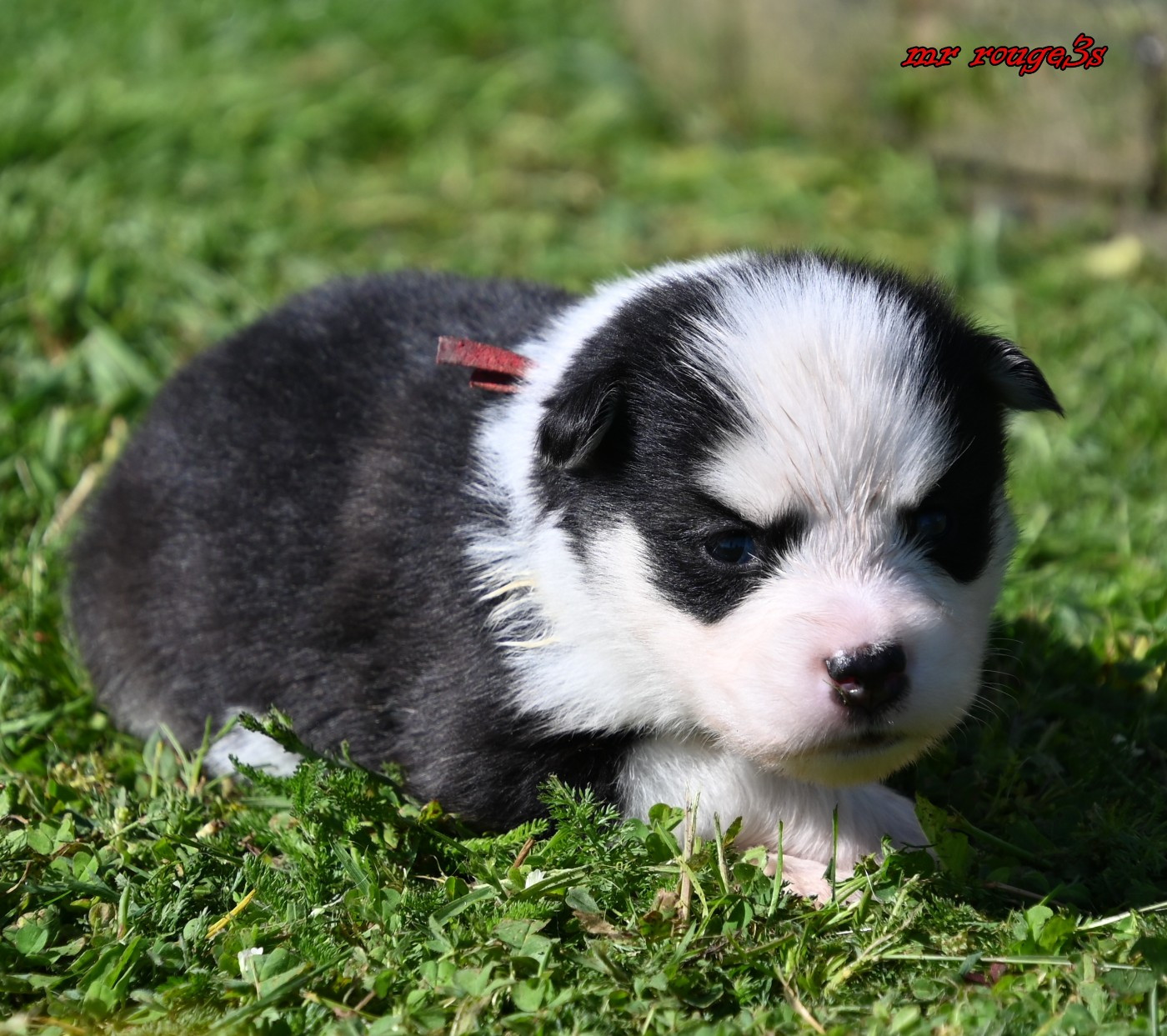 des Legendes de Retz - Chiots disponibles - Laika de iakoutie