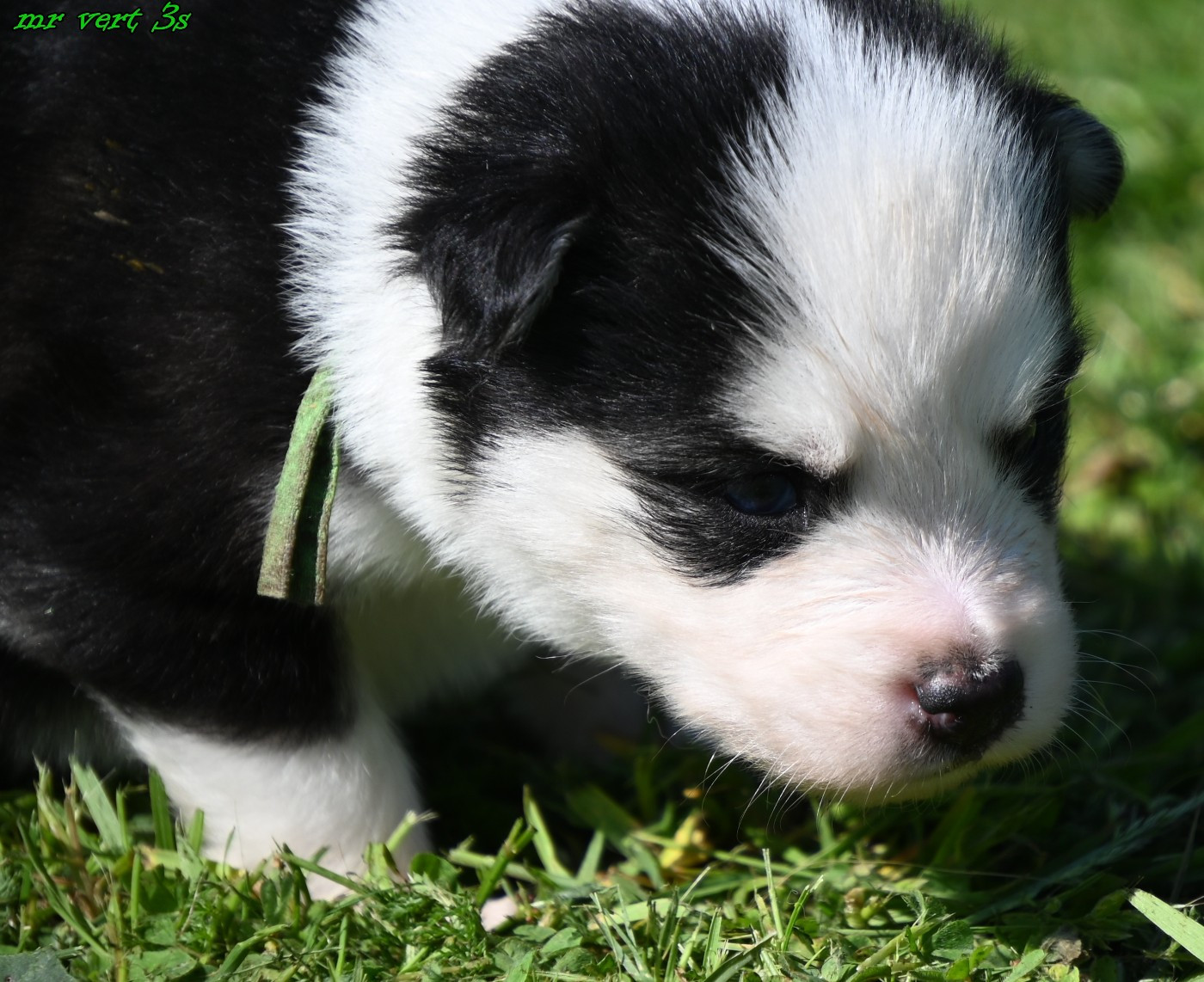 des Legendes de Retz - Chiots disponibles - Laika de iakoutie