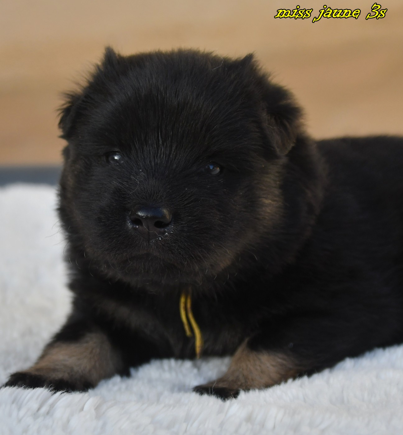 des Legendes de Retz - Chiots disponibles - Eurasier