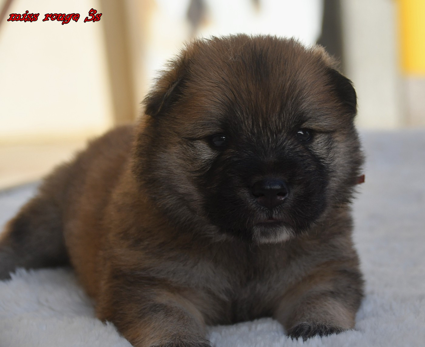 des Legendes de Retz - Eurasier - Portée née le 24/05/2026
