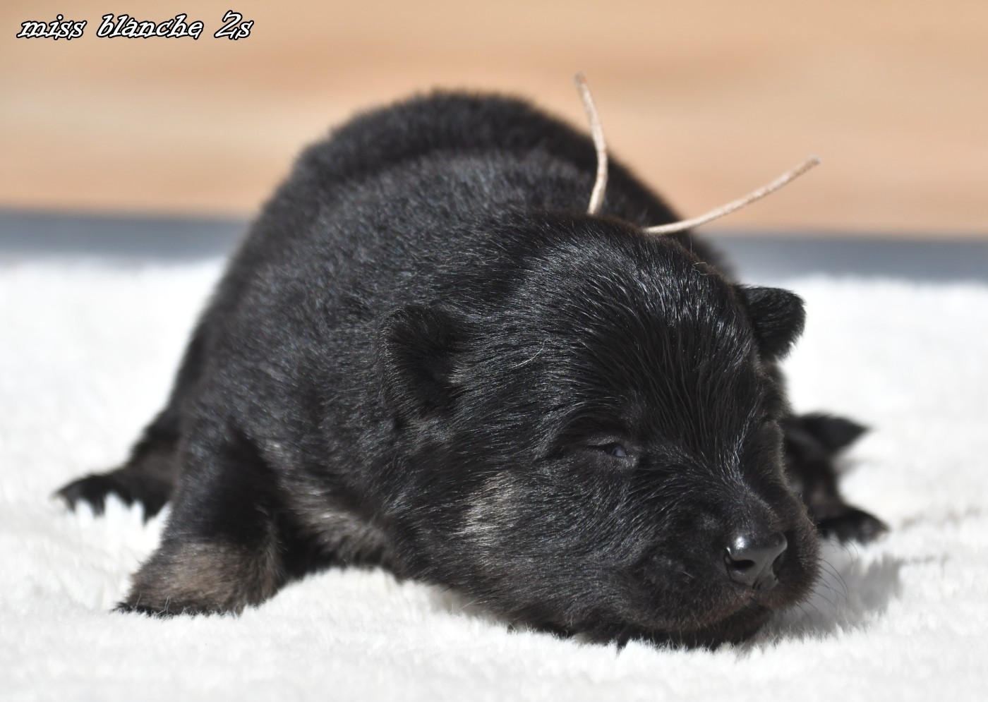 des Legendes de Retz - Chiots disponibles - Eurasier