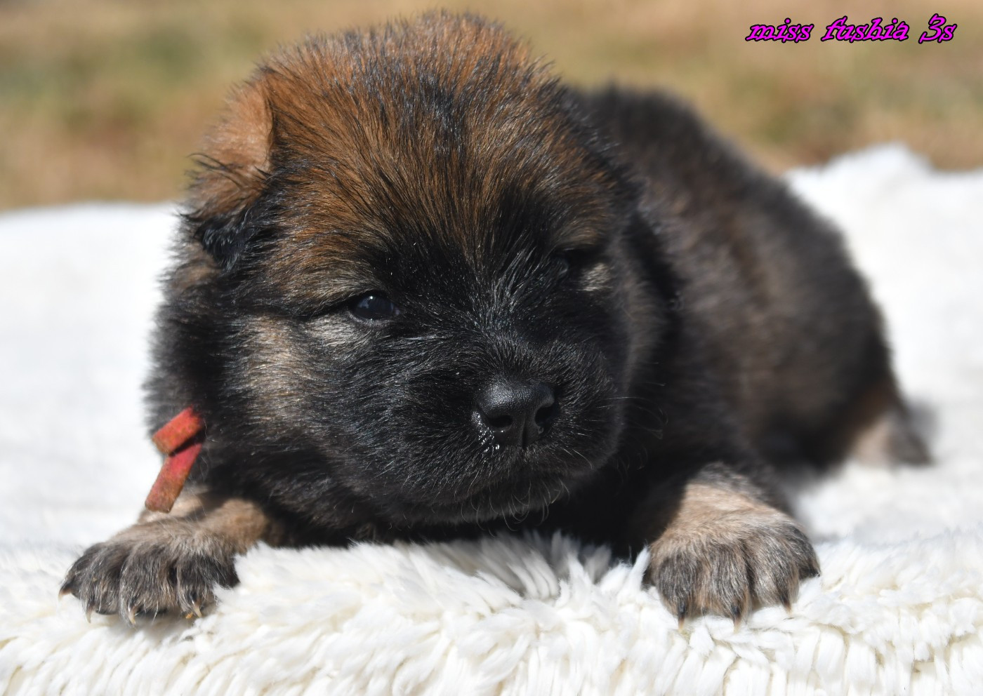 des Legendes de Retz - Eurasier - Portée née le 18/05/2026