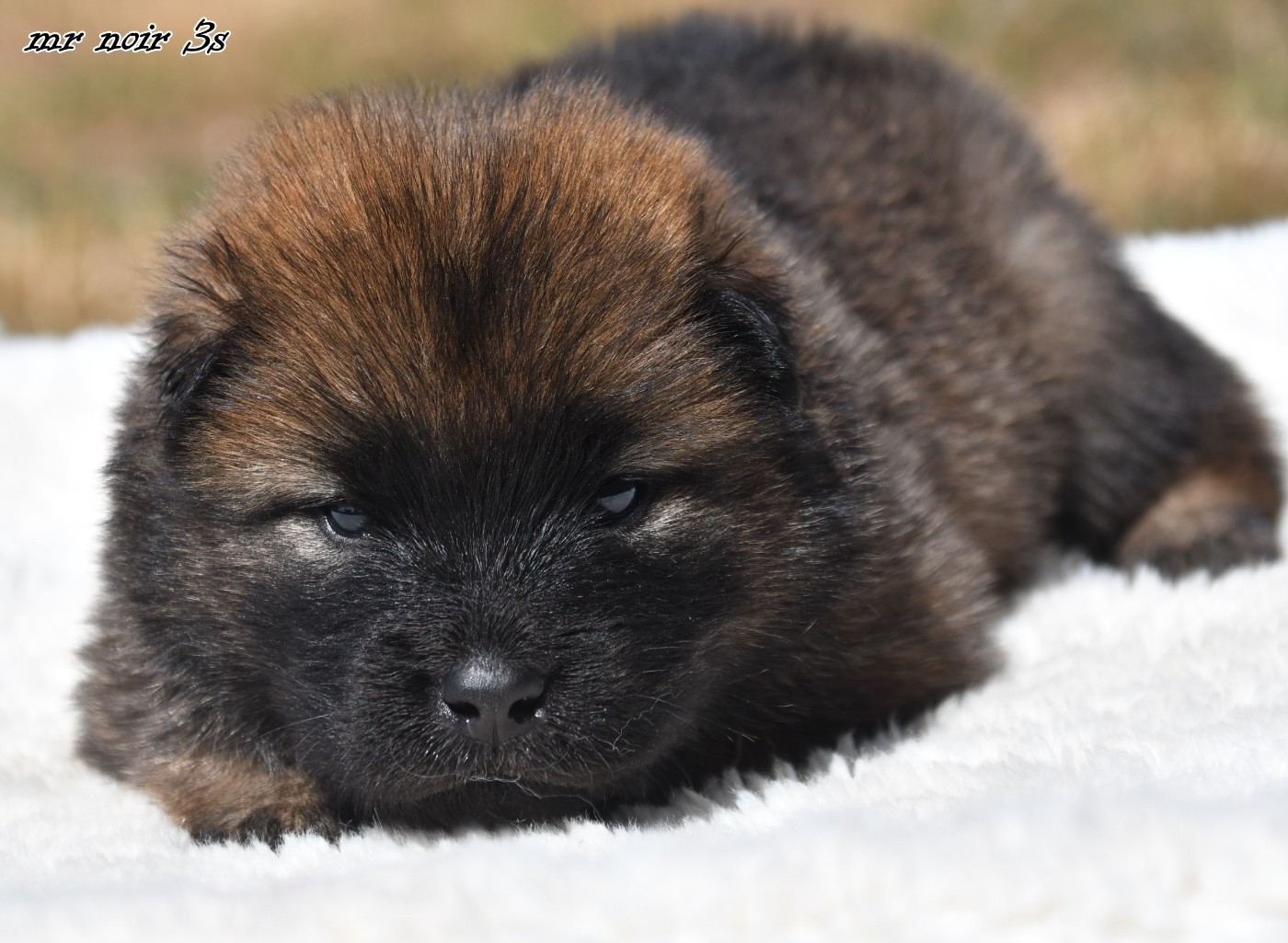 des Legendes de Retz - Chiots disponibles - Eurasier