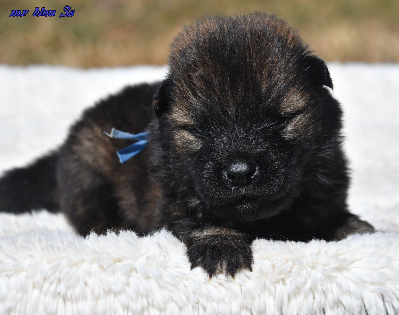 des Legendes de Retz - Chiots disponibles - Eurasier