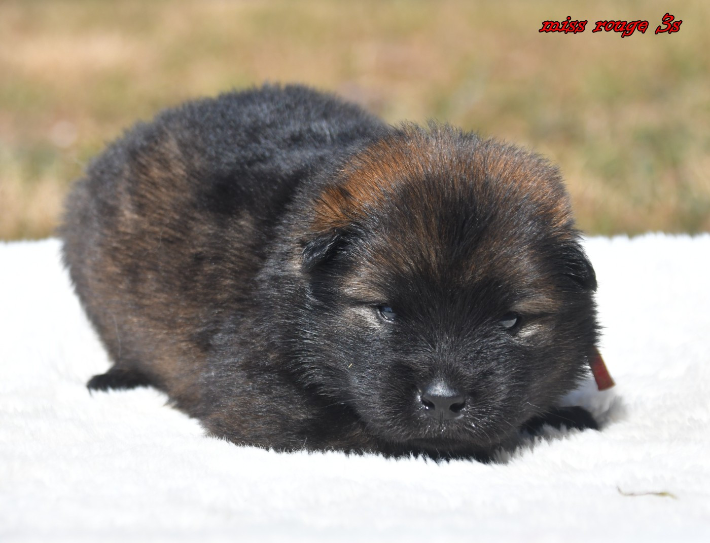des Legendes de Retz - Chiots disponibles - Eurasier