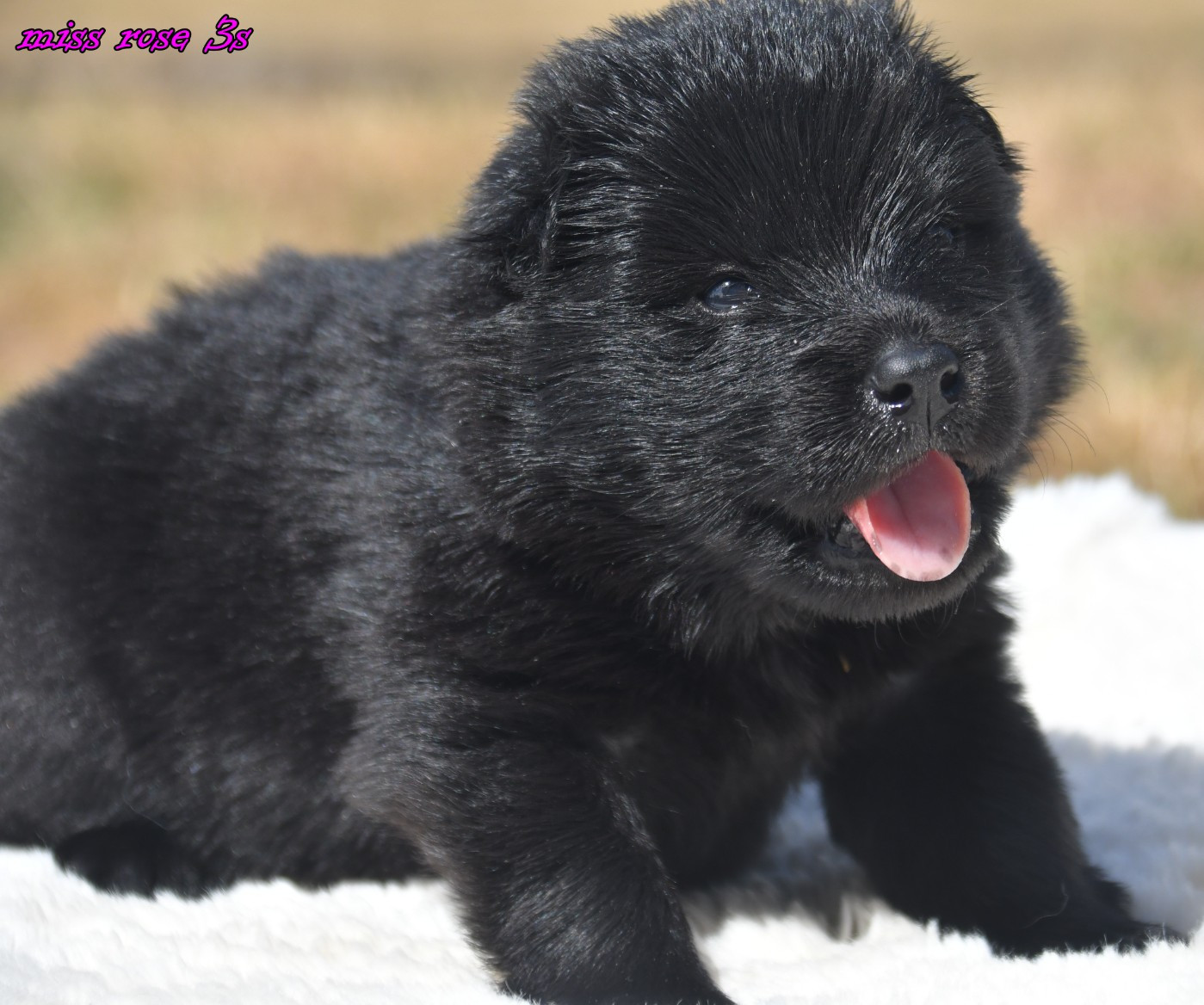 des Legendes de Retz - Chiots disponibles - Eurasier
