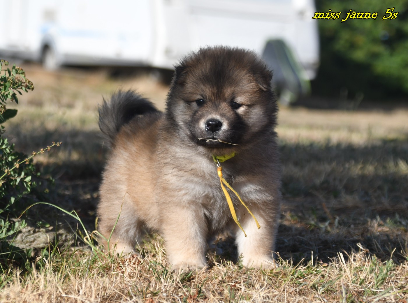 des Legendes de Retz - Eurasier - Portée née le 07/05/2026