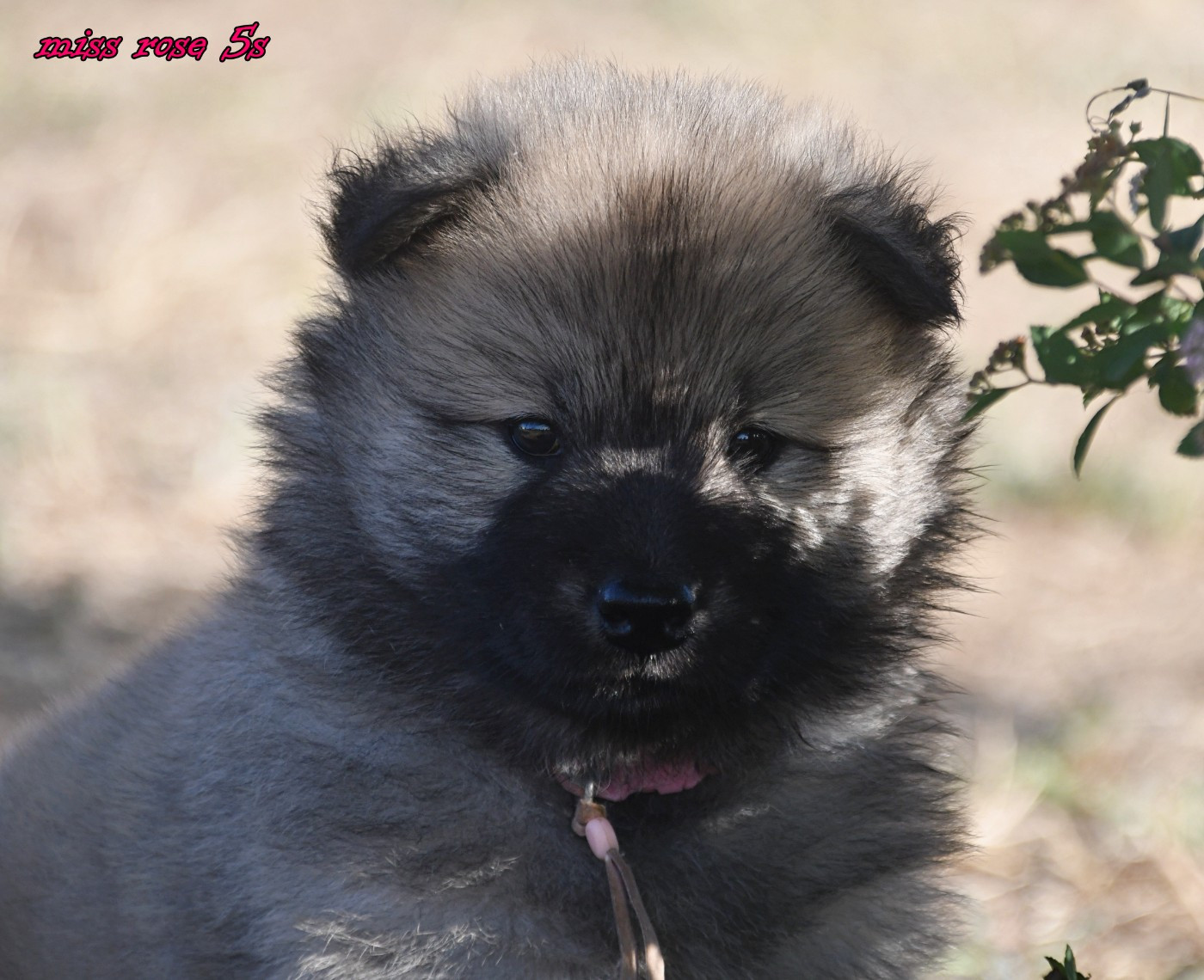 des Legendes de Retz - Chiots disponibles - Eurasier