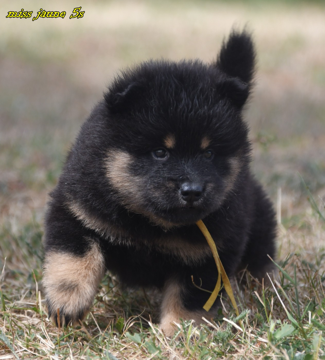des Legendes de Retz - Eurasier - Portée née le 06/05/2026
