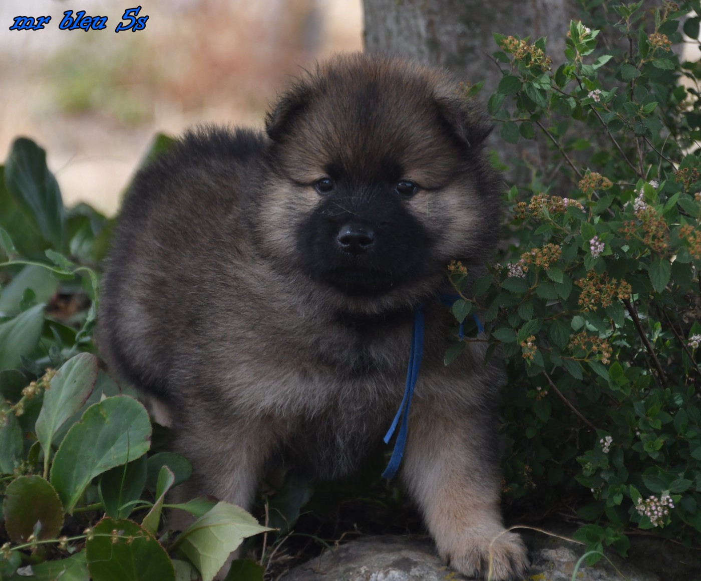 des Legendes de Retz - Chiots disponibles - Eurasier