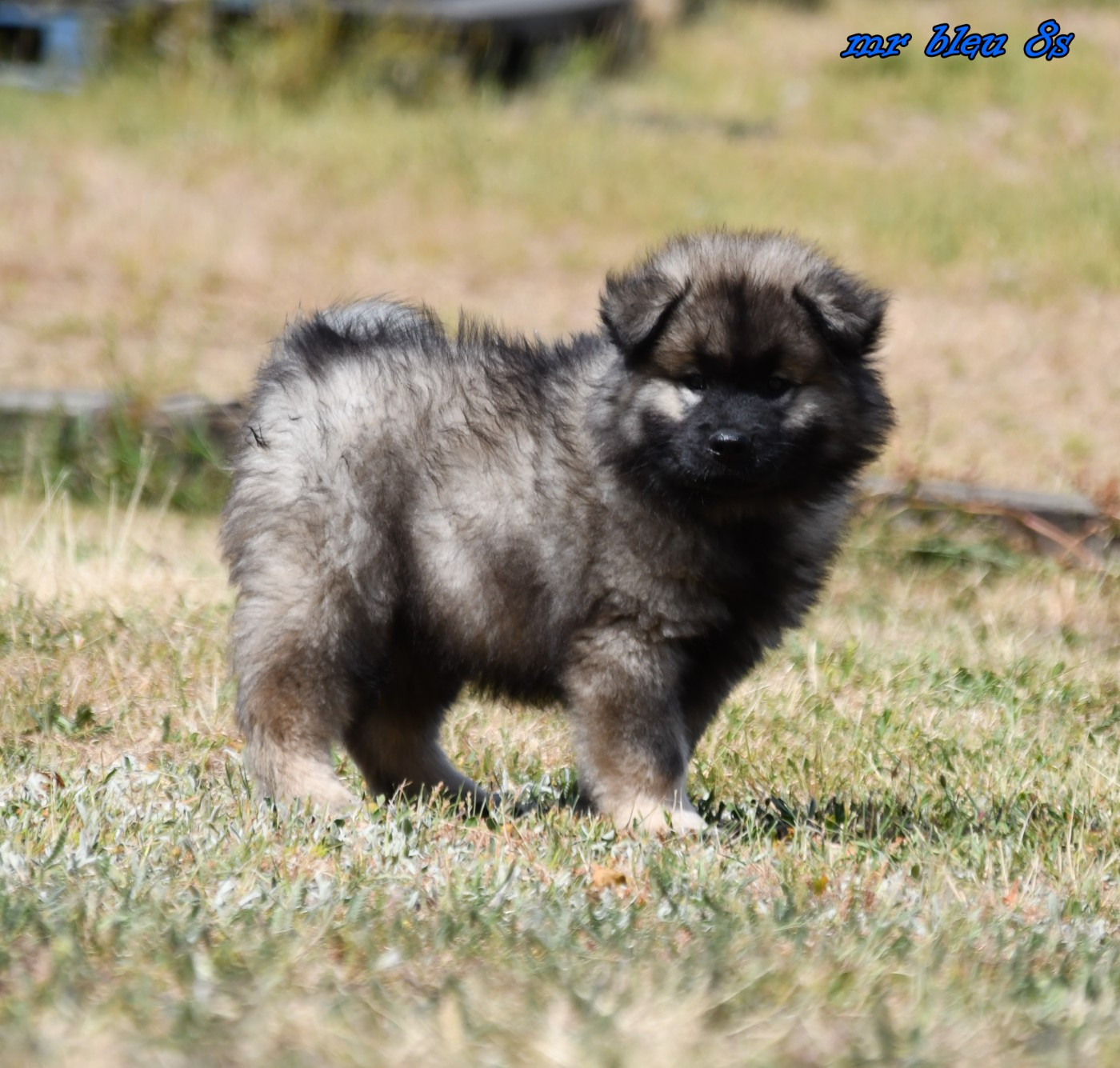 des Legendes de Retz - Chiots disponibles - Eurasier