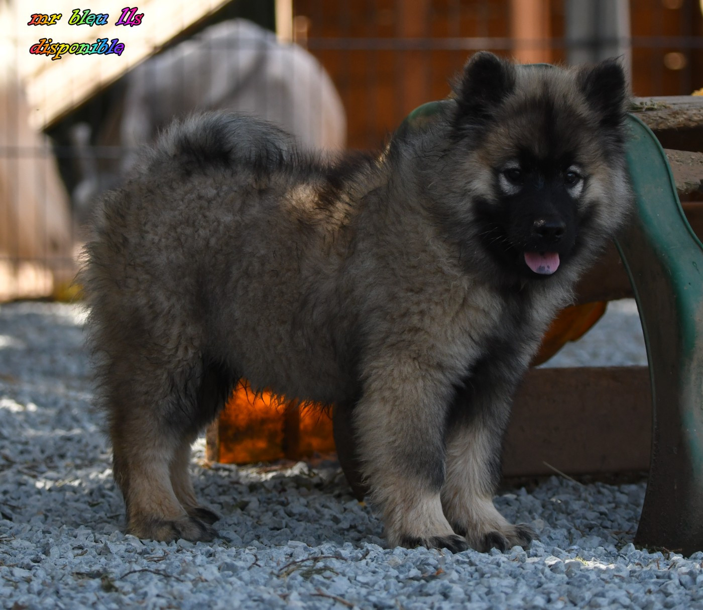 des Legendes de Retz - Chiots disponibles - Eurasier