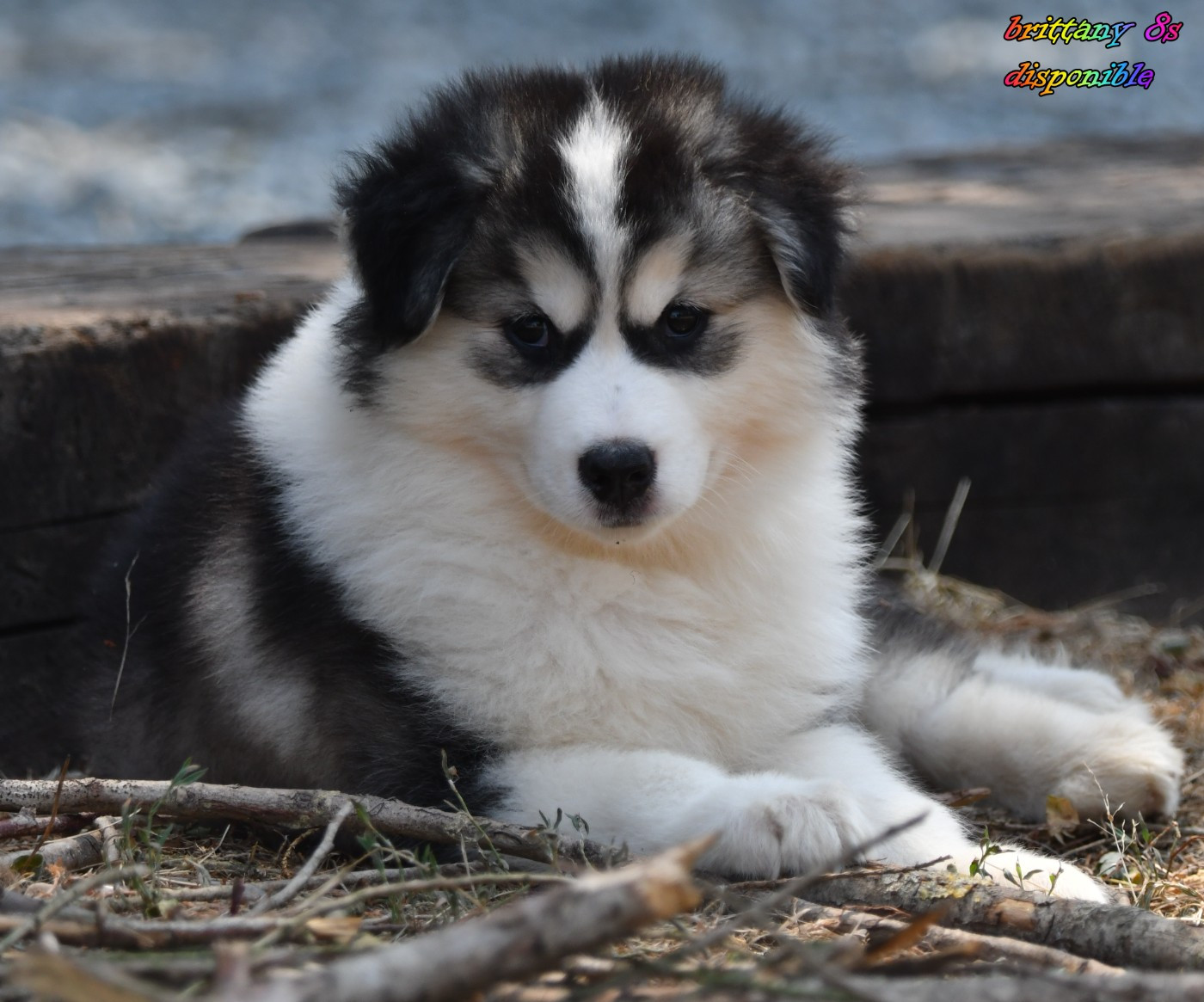 des Legendes de Retz - Chiots disponibles - Laika de iakoutie