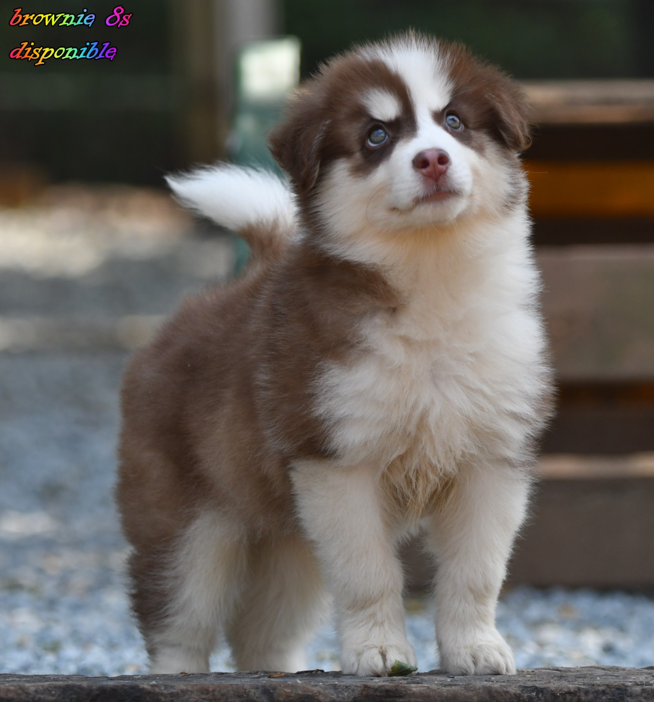des Legendes de Retz - Chiots disponibles - Laika de iakoutie