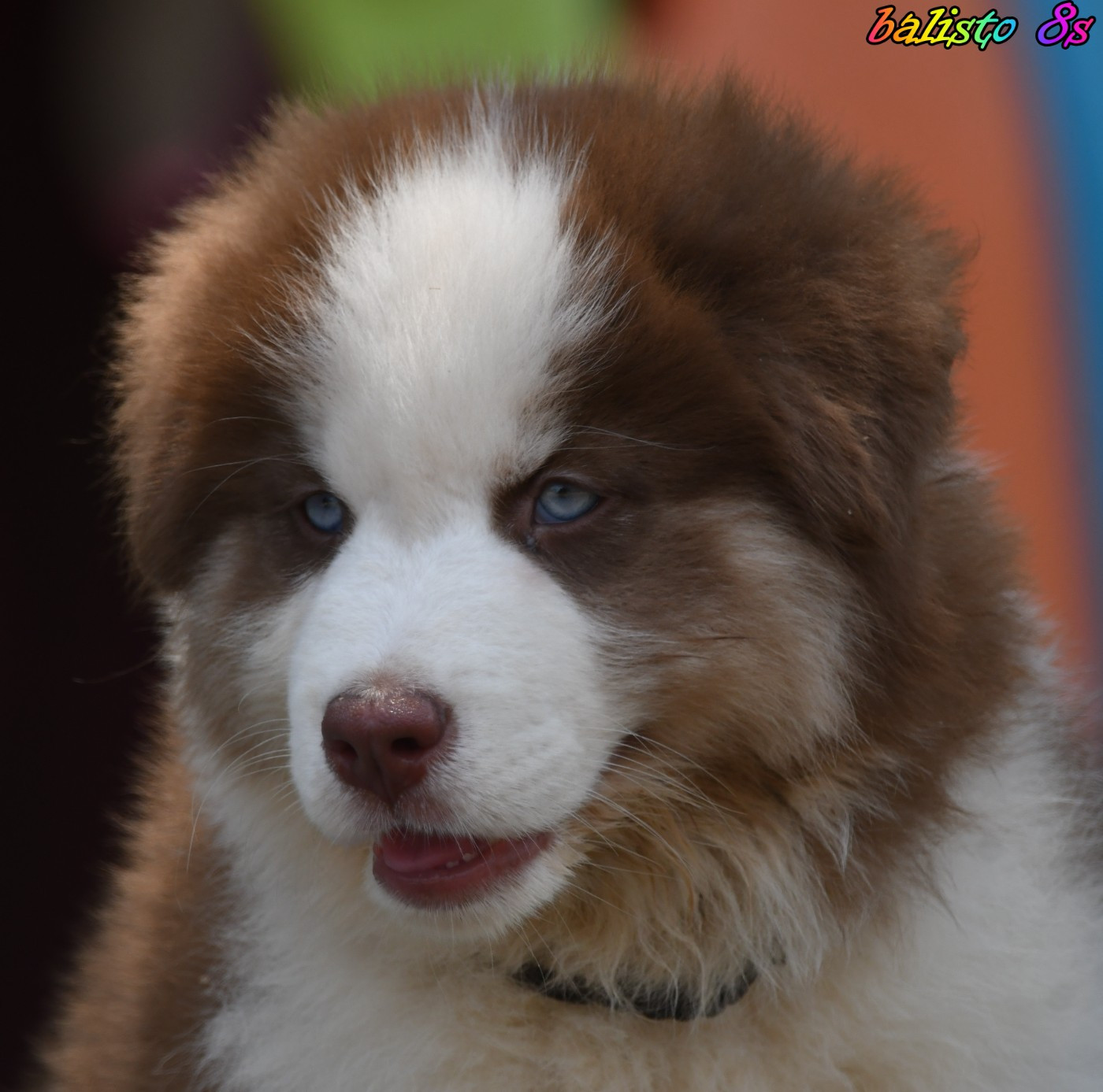 des Legendes de Retz - Chiots disponibles - Laika de iakoutie