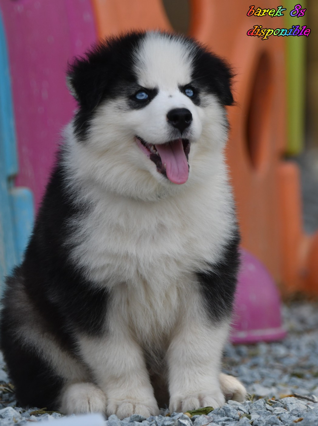des Legendes de Retz - Chiots disponibles - Laika de iakoutie