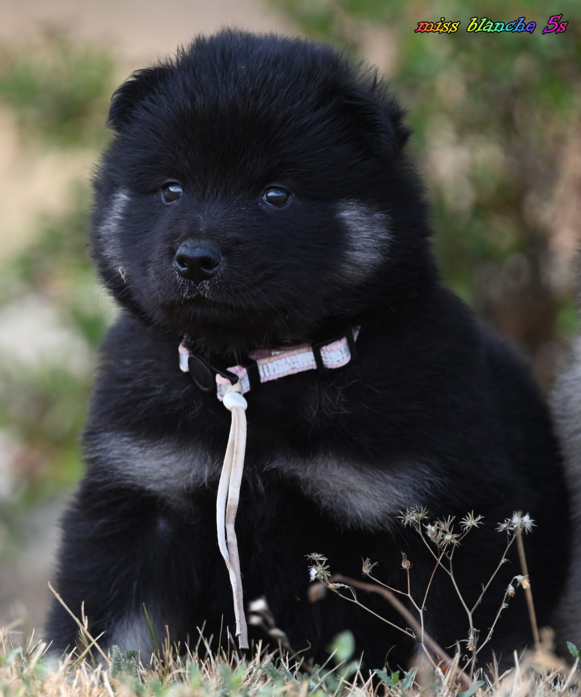 des Legendes de Retz - Chiots disponibles - Eurasier